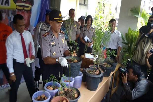 14 Pot Ganja Ditanam...