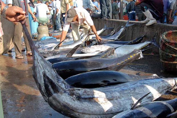 Nilai Ekspor Ikan Tuna...