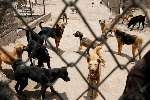 Sebanyak 40 Anjing Mati...