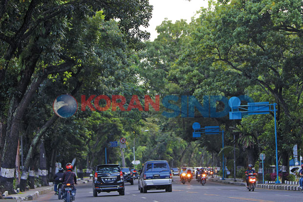 Setiap Pohon Ada Masanya