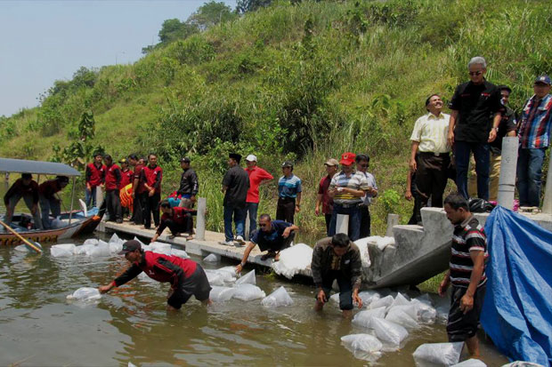12.000 Bibit Ikan Disebar...