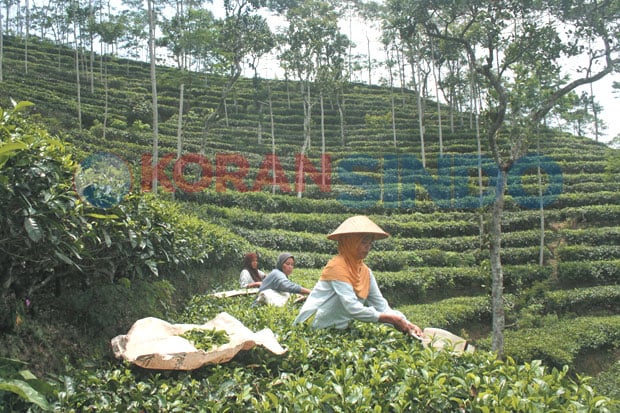 Harga Daun Teh Murah,...