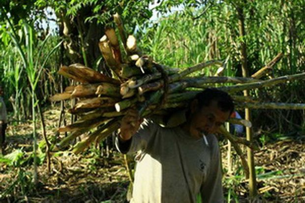 Petani Tebu Pasuruan...