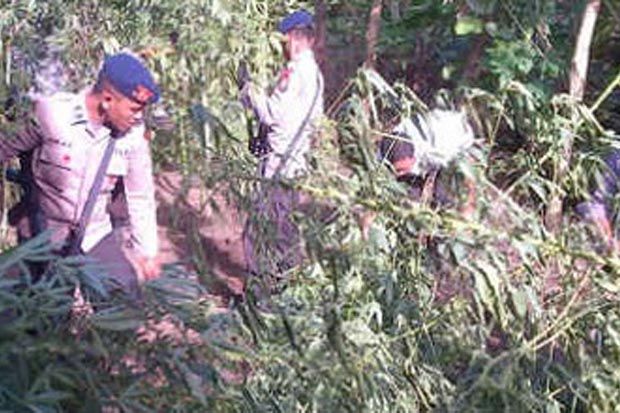 10 Hektare Ladang Ganja...