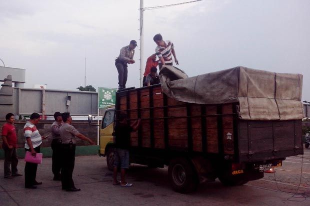 Tiga Ton Daging Celeng...