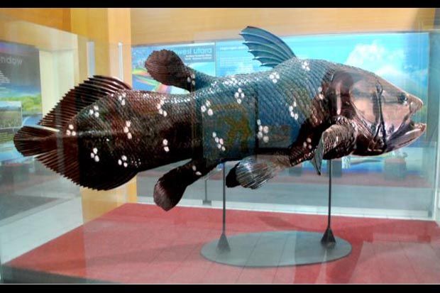 Ikan Langka Coelacanth...