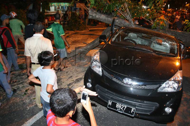 Antisipasi Tumbang,...