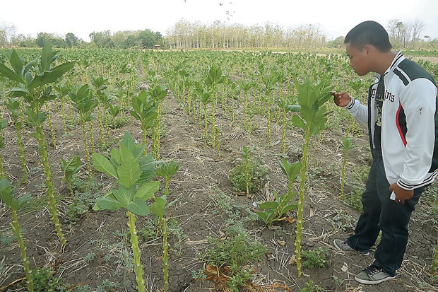 Petani Lega, Harga Jual...