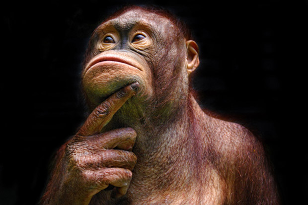 Orang Utan Narsis, Jawara...