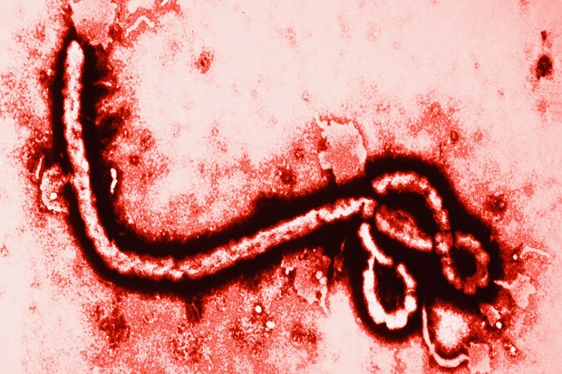 Ebola Renggut Korban...