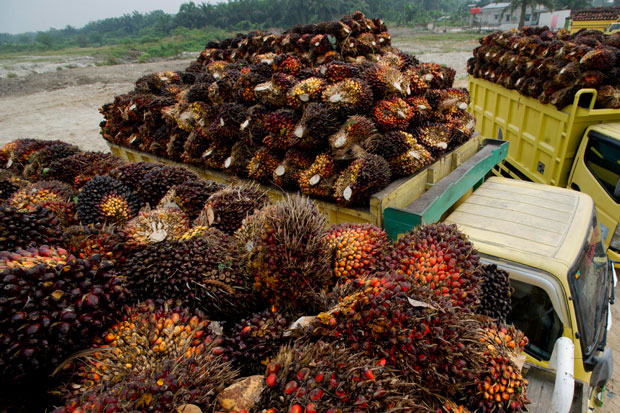 45% Kebun Sawit Dikuasai...