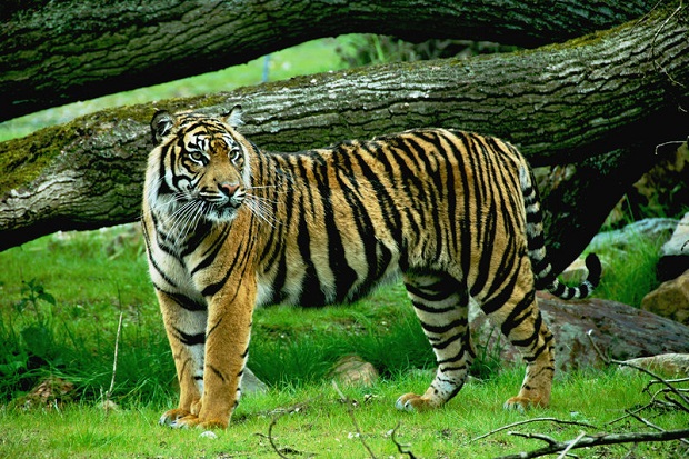 Harimau Lepas Teror...