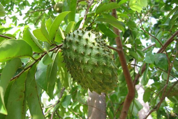 Sirsak Si Nangka Belanda...