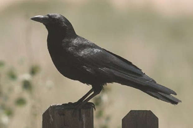 Misteri Burung Gagak...
