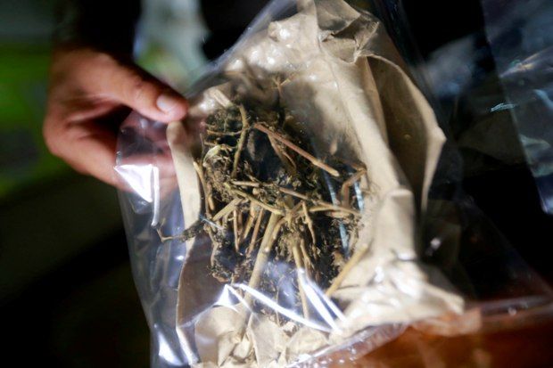 Asap Ganja Bisa Rusak...