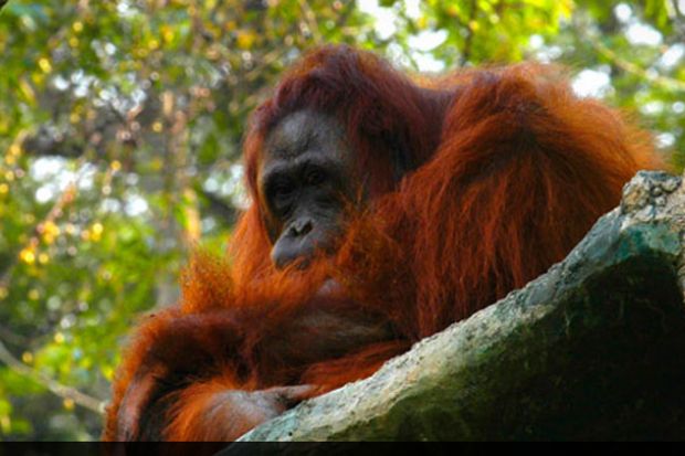 Surganya Fauna Asli...