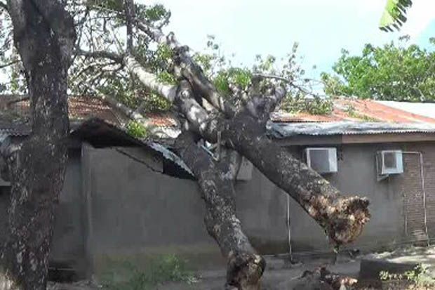 Pohon Tumbang Timpa...