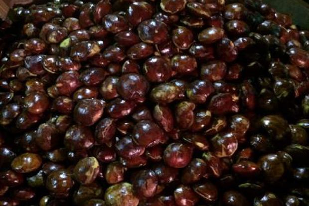 Harga Jengkol Ikuti...