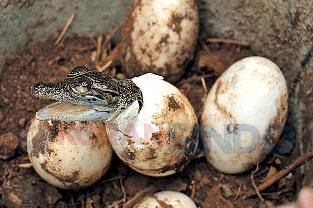 19 Telur Buaya Muara...