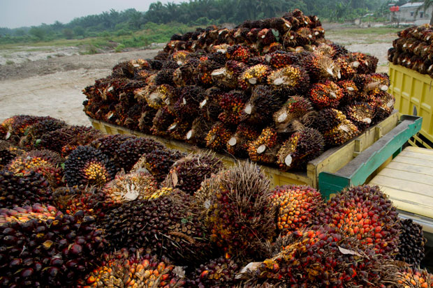 Golden Plantation Tawarkan...