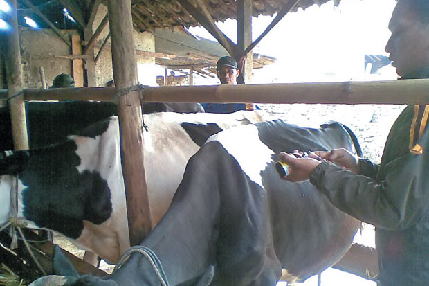 7.000 Ekor Sapi Perah...