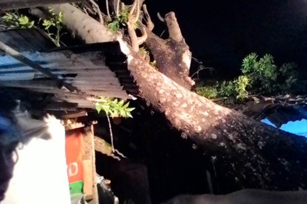 Pohon Besar Timpa Rumah...