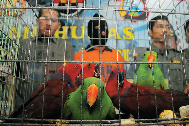 10 Burung Gagal Diselundupkan...