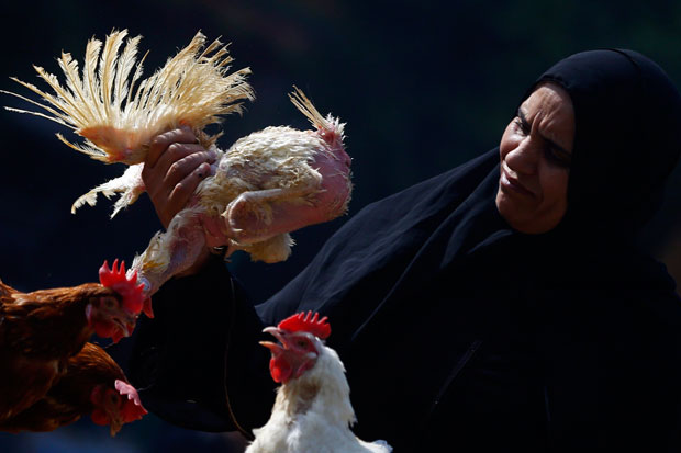 Flu Burung Landa Mesir,...