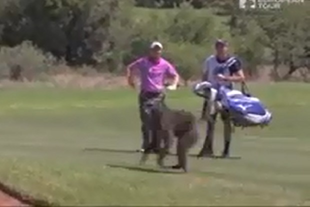 Giliran Baboon Ganggu...