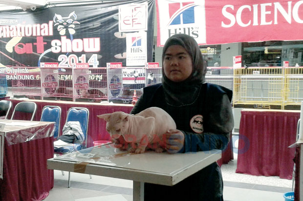 Kucing Sering Juara...