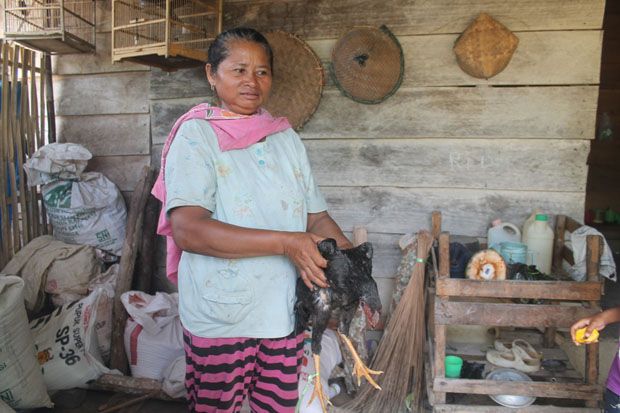 Ratusan Ayam dan Itik...