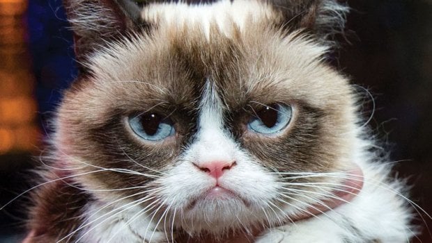 Grumpy Cat Lebih Kaya...