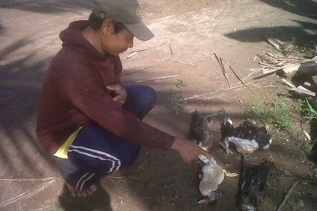 Ayam dan Itik Yang Mati...