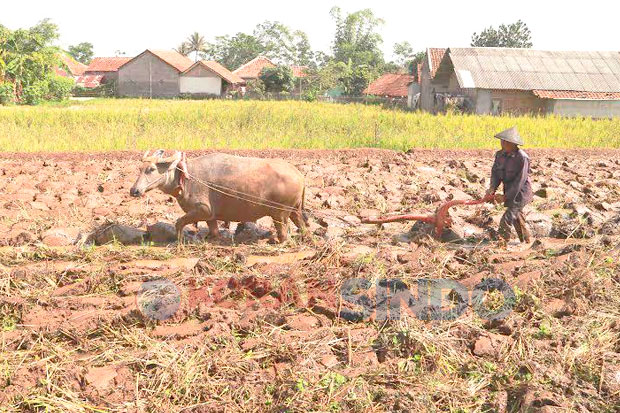 Belasan Hektare Sawah...