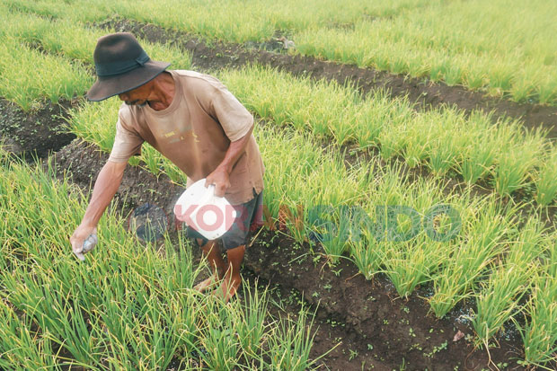 400 Hektare Sawah Jadi...