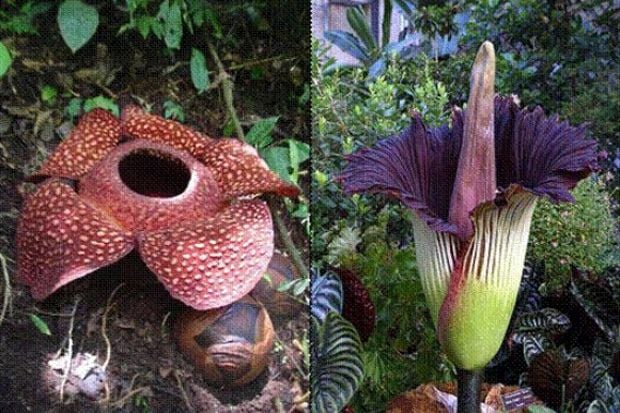 Menyaksikan Flora &...