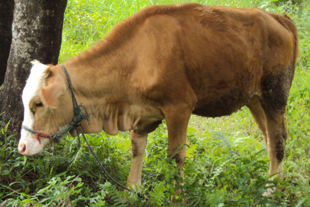 Sapi Betina Produktif...