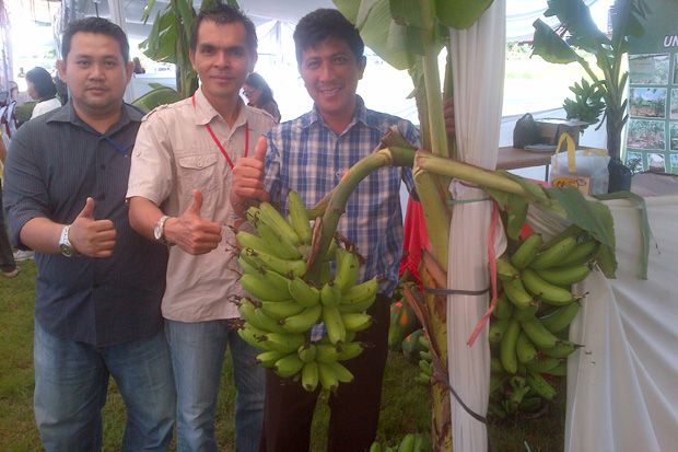 Pisang Goroho, Cita...