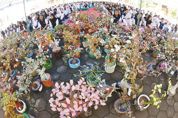 Cantik, Bonsai dari...