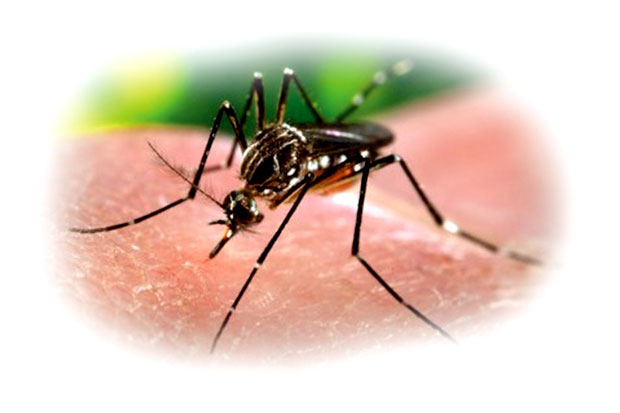 Wolbachia Si Pelumpuh...