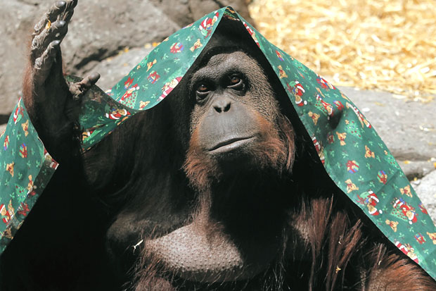 Orangutan Sumatera Seperti...