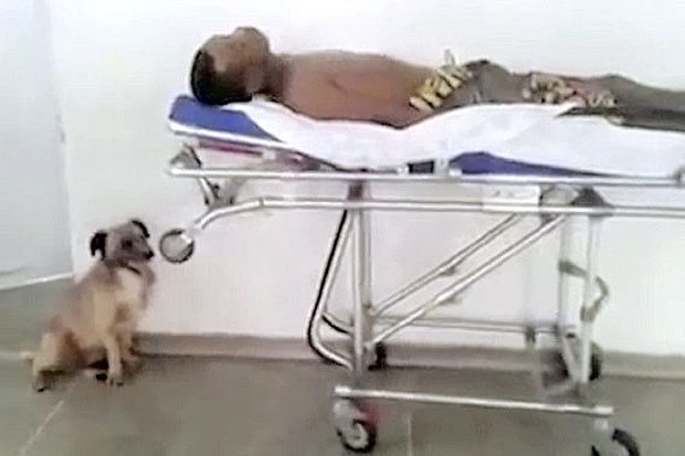 Tuannya Dirawat, Anjing...