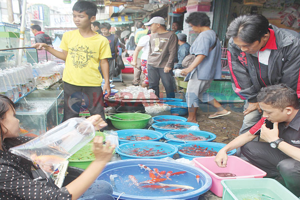 Relokasi Pasar Burung...