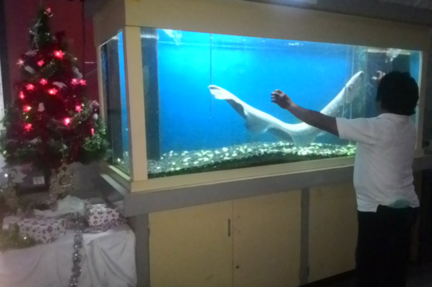 Lampu Natal di TMII...
