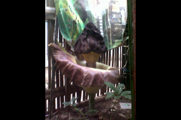 Bunga Bangkai Tumbuh...