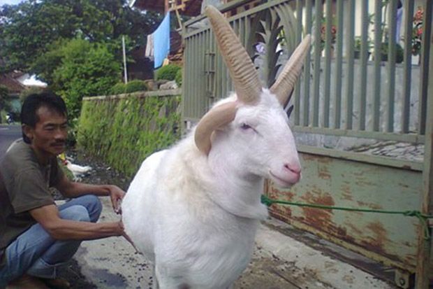 Domba Bertanduk Empat...