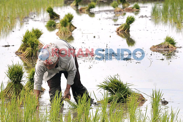 Produksi Padi Didorong...