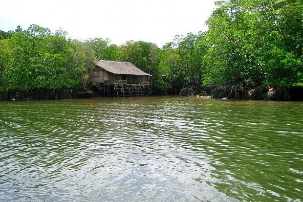 Plesiran ke Hutan Mangrove...