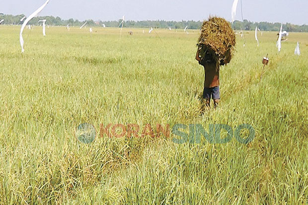 Terhindar Banjir, Sawah...