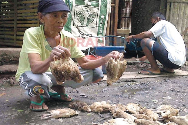 Ribuan Unggas Mati Mendadak